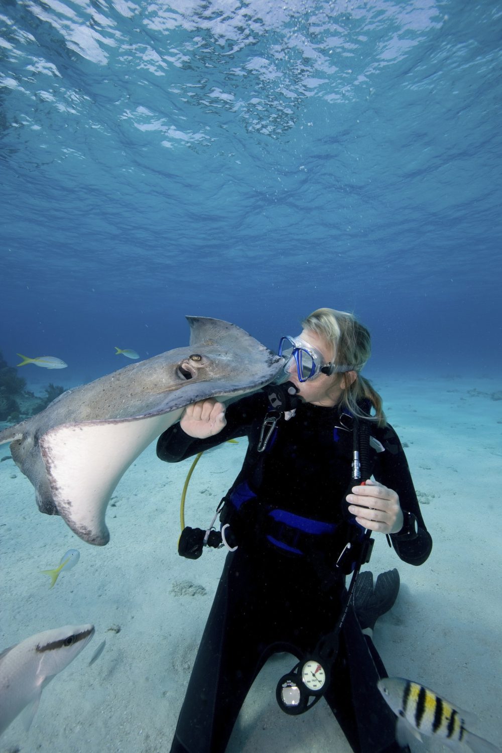scuba-diver-interacts-with-southern-stingrays-dasyatis-americana-.jpg scuba-diver-interacts-with-southern-stingrays-dasyatis-americana-.jpg